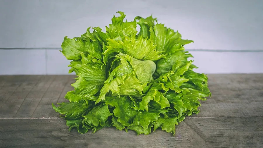fresh lettuce vegetables market