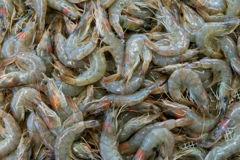 frozen shrimp package ice