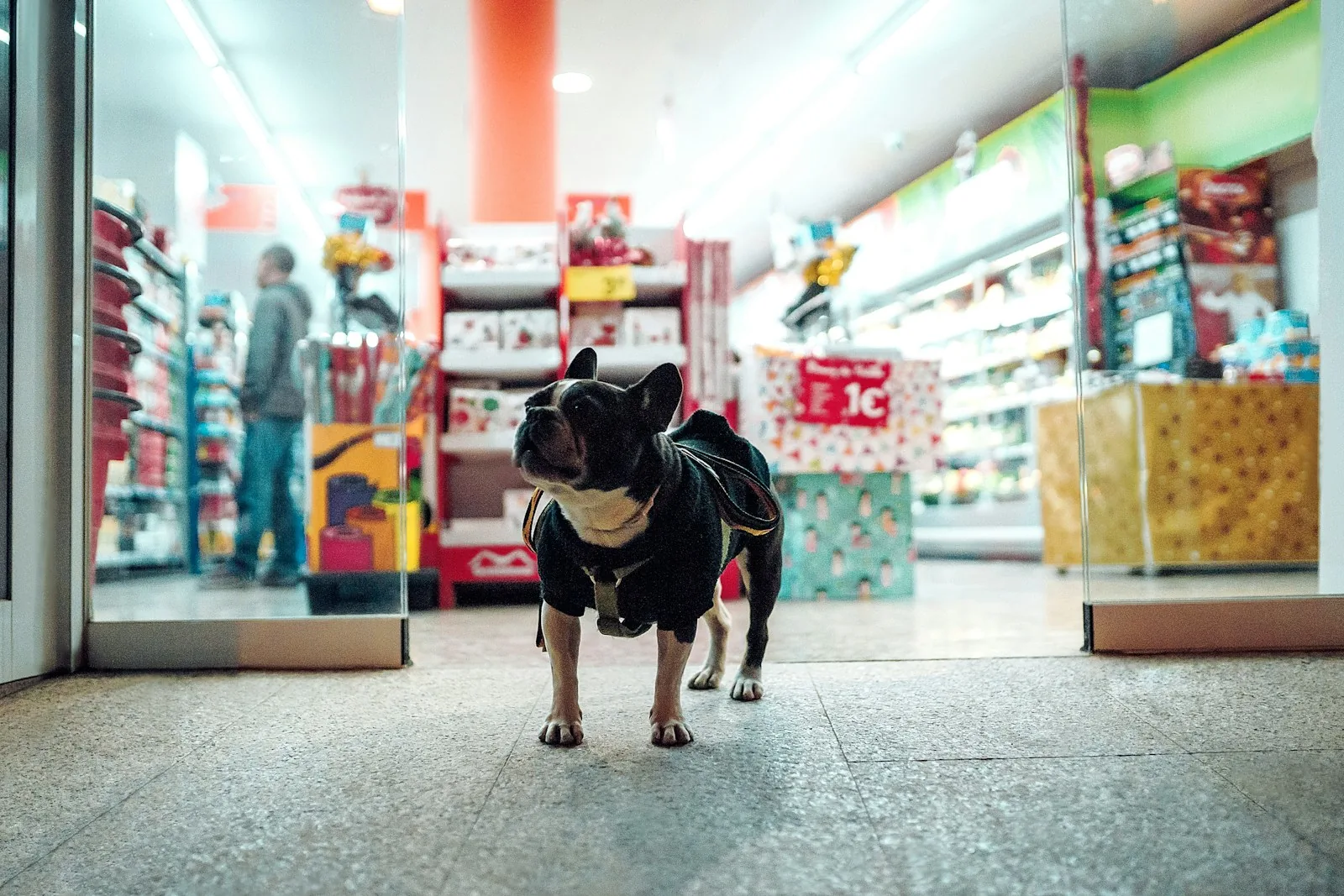 pet owner shopping supplies online